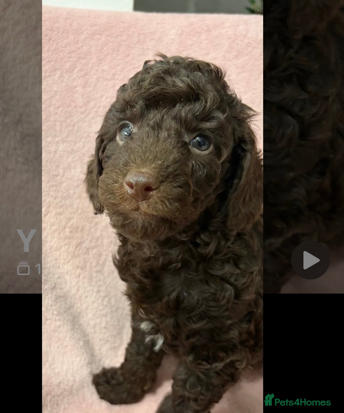 Miniature Poodle dogs  Pure Bred Miniature Poodles - Advert 2