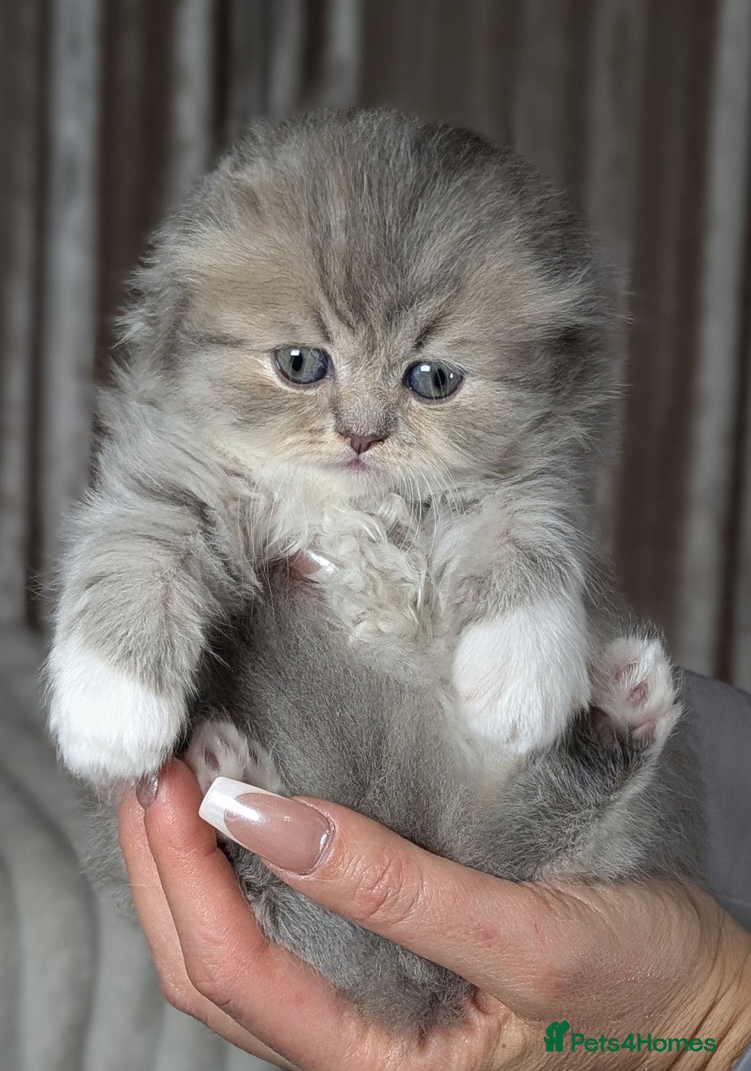 Scottish Fold cats for sale: 🐾TICA red ❣️SCOTTISH Fold•Straight - Advert 22