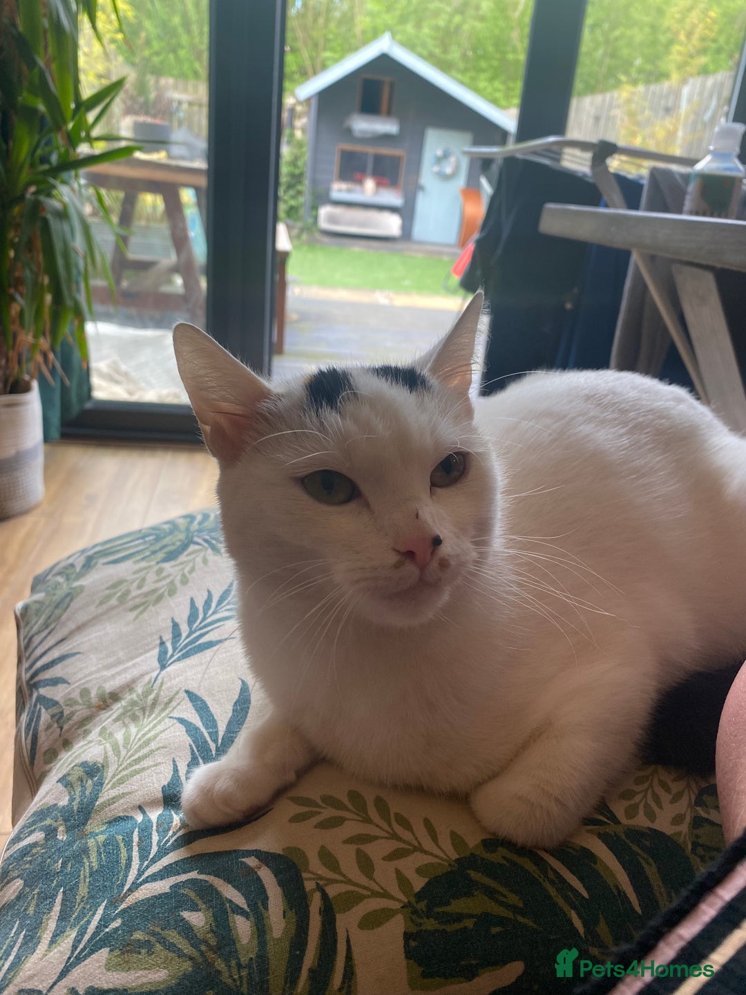 Brazilian Shorthair cats for sale: Beautiful Female Shorthair  - Image 3