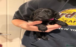 Cockapoo dogs for sale: Miniature Cockapoos  - Image 7