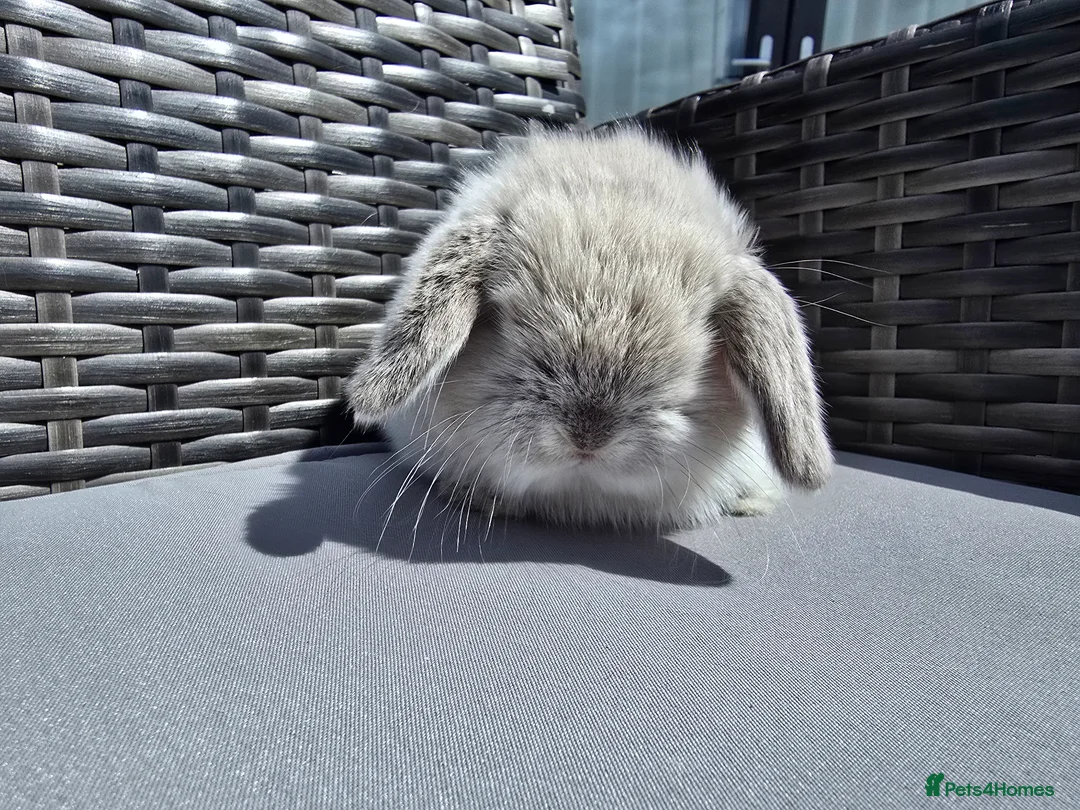Mini Lop rabbits for sale: Beautiful Mini Lop Bunnies - Advert 6
