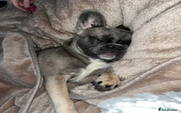 French Bulldog dogs for sale: French bulldog  - Image 14