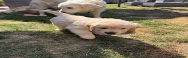 Golden Retriever 3