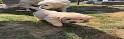 Golden Retriever dogs for sale: Golden retriever puppies - Advert 13