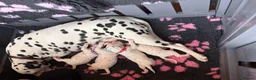 Dalmatian dogs for sale: Pedigree KC Registered Puppies - Advert 5