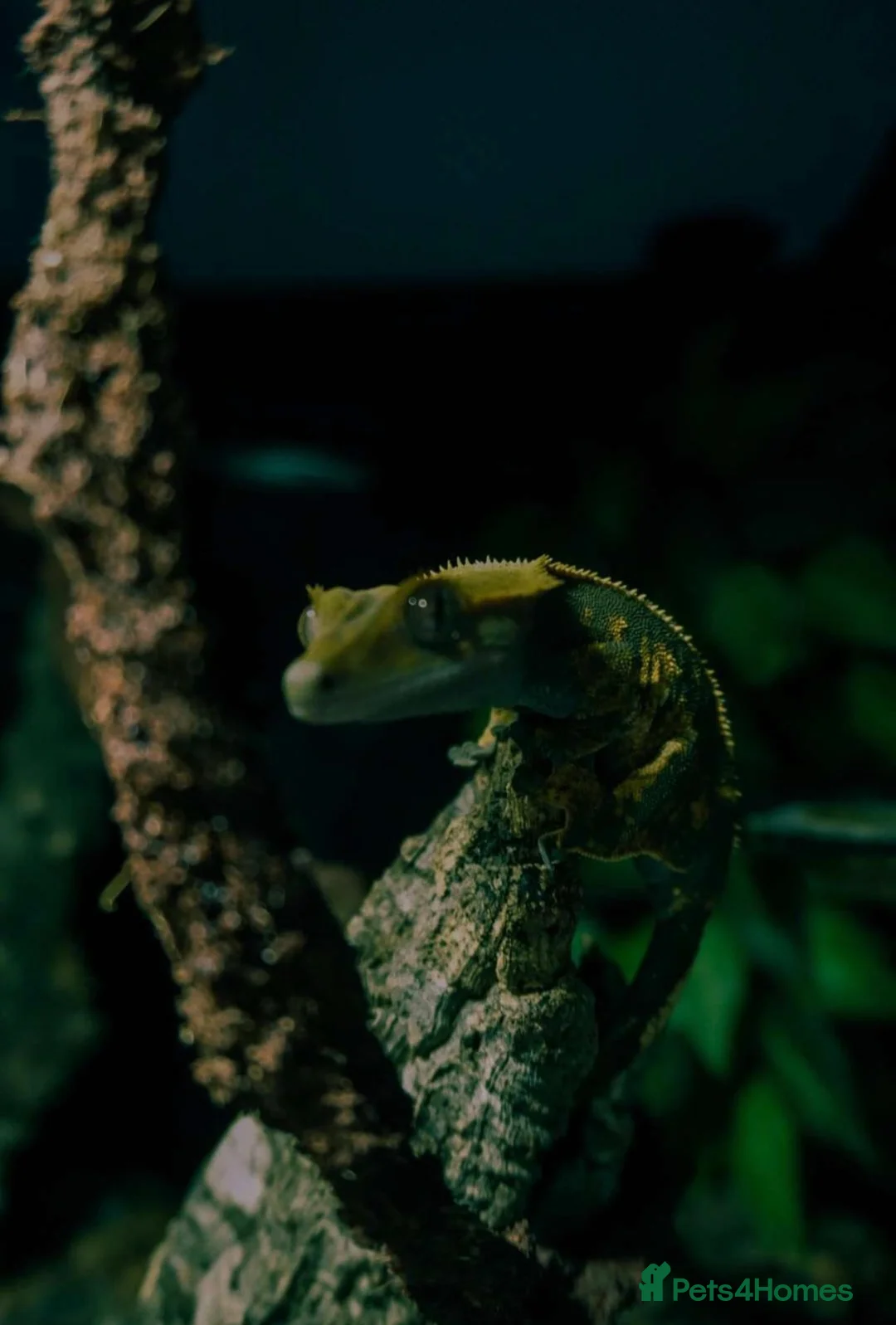 Gecko reptiles for sale: Harley Quinn created gecko (rango) in Nuneaton - Advert 2