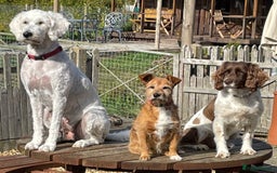 Standard Poodle dogs for sale: Standard Poodle x St Berdoodle  - Image 36