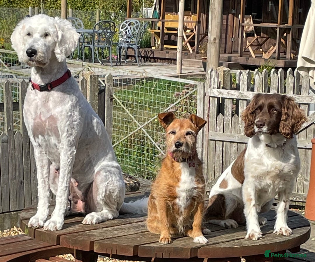 Standard Poodle dogs for sale: Standard Poodle x St Berdoodle  - Image 36