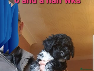 Sproodle dogs - Advert 35