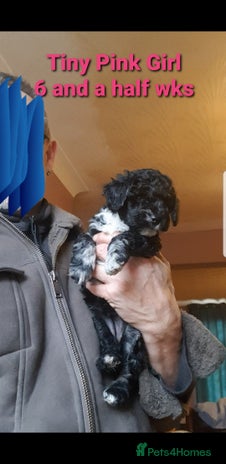 Sproodle dogs - Advert 2