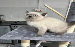 British Shorthair cats for sale: Stunning pure British shorthaired kittens - Image 16