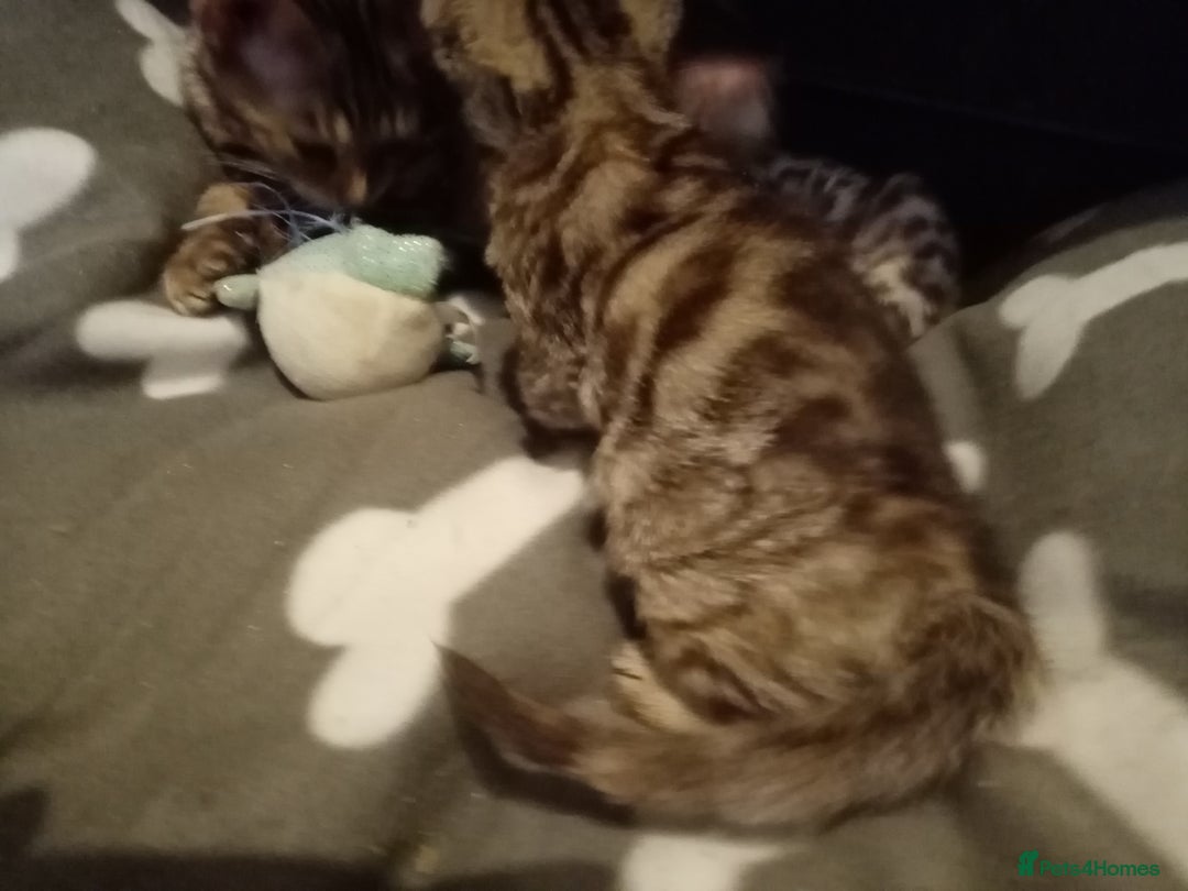 Mixed Breed cats for sale: Cute and Playful Kittens - Advert 16