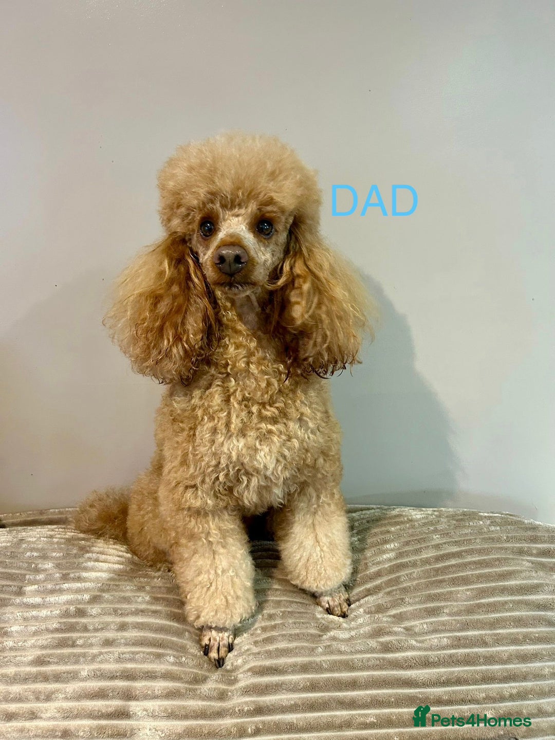 Maltipoo dogs for sale: Toy Maltipoo Puppies - Advert 15