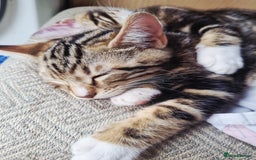 Mixed Breed cats for sale: 1 left Half bengal chunky. Ready now.  - Image 7