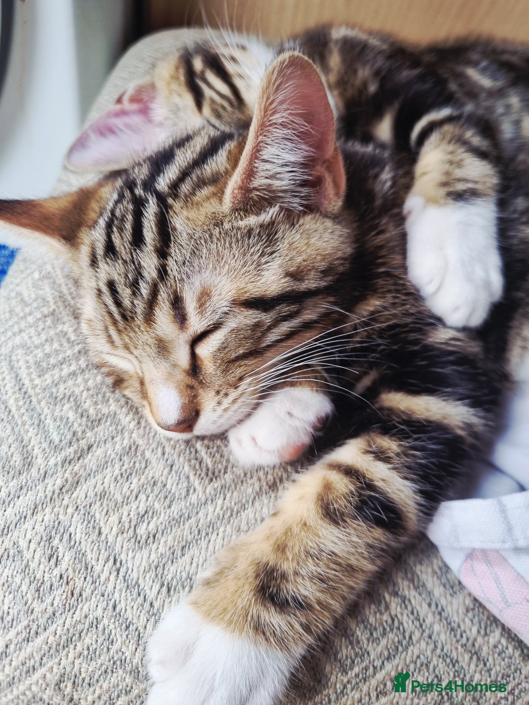 Mixed Breed cats for sale: 1 left Half bengal chunky. Ready now.  - Image 7