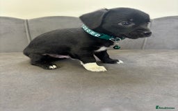 Chipoo dogs for sale: Stunning Chipoo Pups DNA Health Tested - Image 6