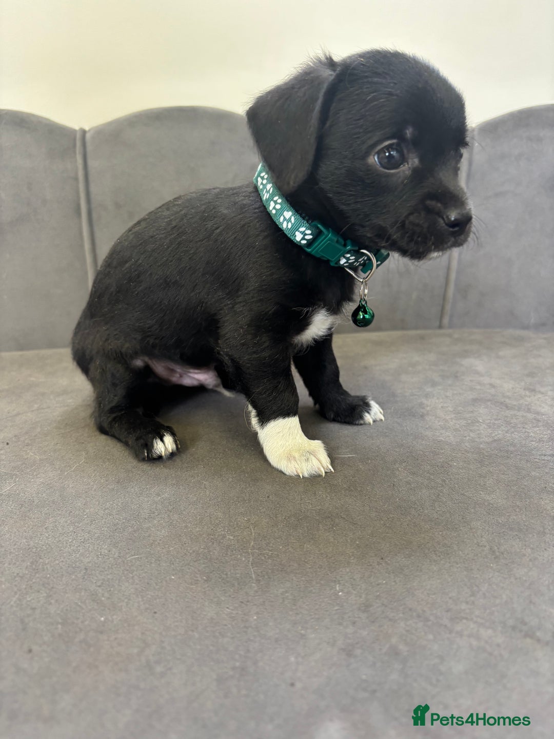 Chipoo dogs for sale: Stunning Chipoo Pups DNA Health Tested - Image 6