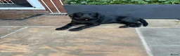 Labrador Retriever dogs for sale: Labrador puppies  - Advert 3