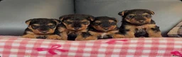 Welsh Terrier dogs for sale: STUNNING WELSH TERRIER PUPPIES AVAILABLE  - Advert 6