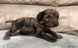 Cockapoo dogs for sale: 🐶F1 Cockerpoo Pups – Merle, Chocolate, Apricot 🐶 - Image 21