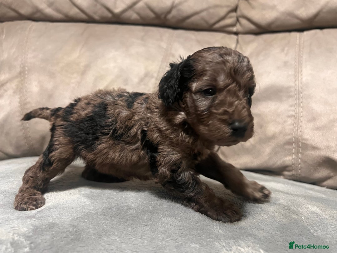 Cockapoo dogs for sale: 🐶F1 Cockerpoo Pups – Merle, Chocolate, Apricot 🐶 - Image 21