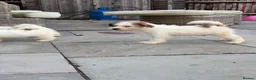 Jack Russell dogs for sale: 3 male Jack Russell puppies  - Advert 12