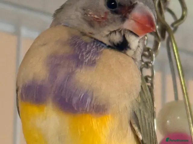 Finches birds for sale: Gouldian finches males 5 months old - Advert 2