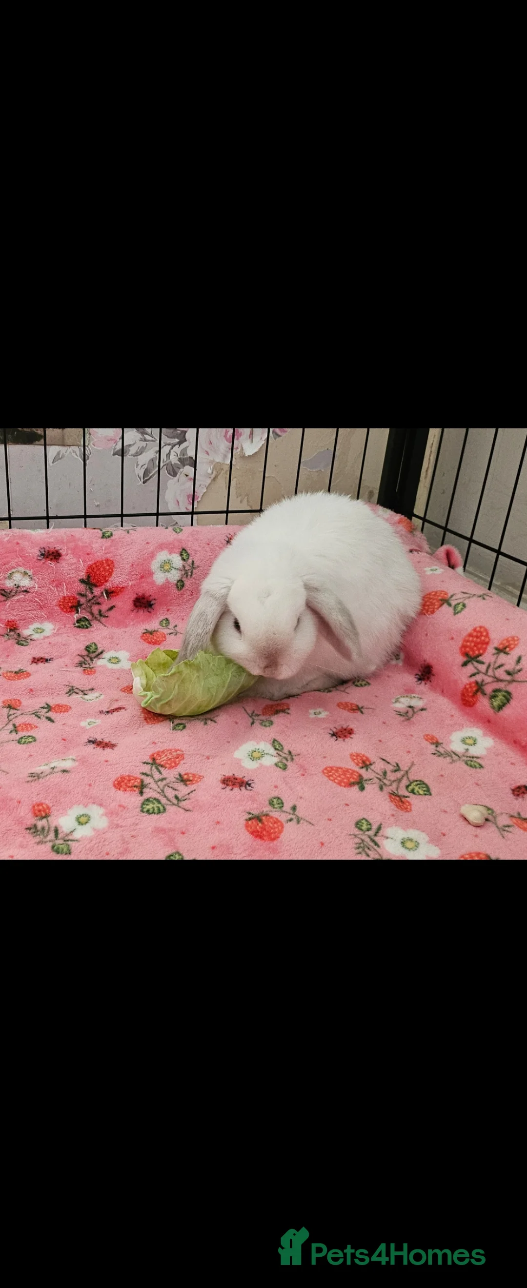 Mini Lop rabbits for sale: Marston our beautiful mini lop - Advert 2