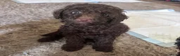 Poochon dogs for sale: Poochon pups  - Advert 7