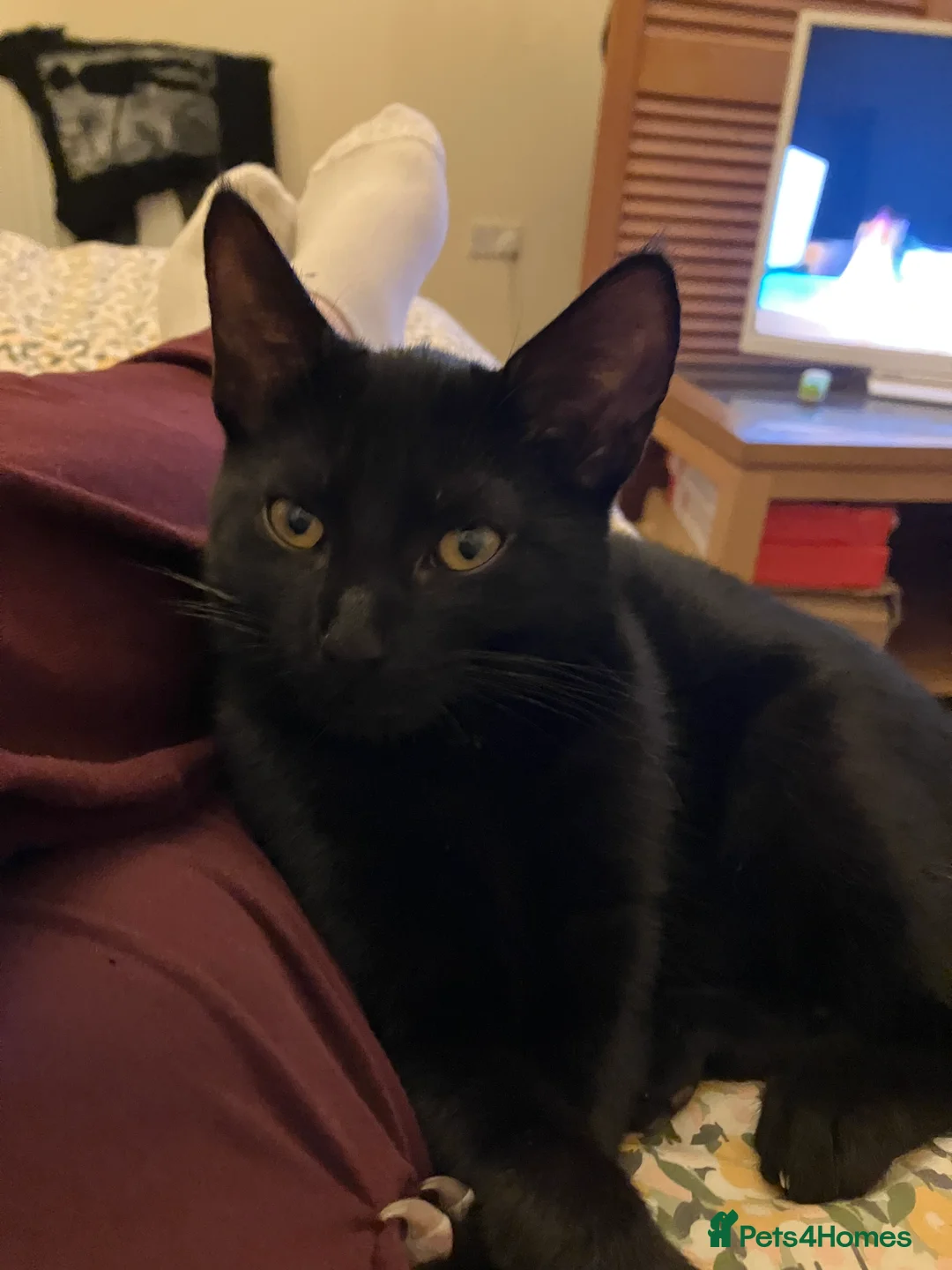 Mixed Breed cats for sale: Black Kitten - 9mts - Looking for forever home! - Advert 1