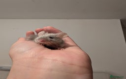 Mouse rodents for sale: Friendly Fancy Mice  - Image 7