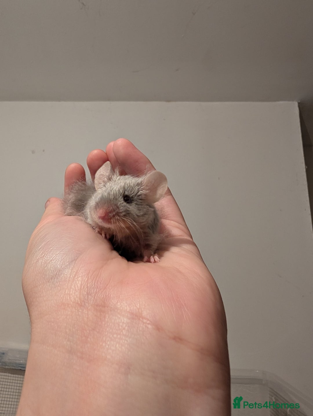 Mouse rodents for sale: Friendly Fancy Mice  - Image 7