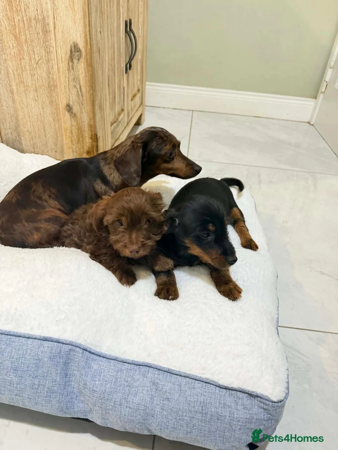 Dachshund dogs for sale: 6 dachshund puppies for sale   - Advert 2