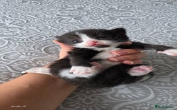 Domestic Shorthair cats for sale: A little of 5 beautiful kittens! - Advert 7