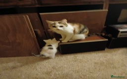 British Shorthair cats for sale: Wee George  - Image 3