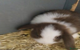 Mini Lop rabbits for sale: Mini lop rabbits  - Image 16