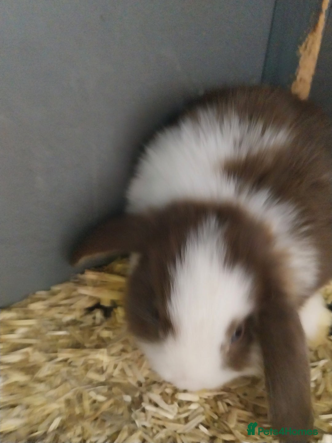Mini Lop rabbits for sale: Mini lop rabbits  - Image 16