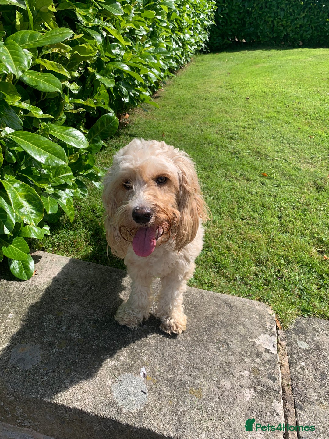 Cockapoo dogs for sale: ✨ Beautiful Cockapoo Puppies –  1 Boy & 4 Girls✨ - Advert 3