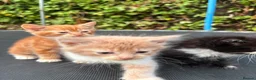 Mixed Breed cats for sale: 3 nice kittens for sale - Advert 4