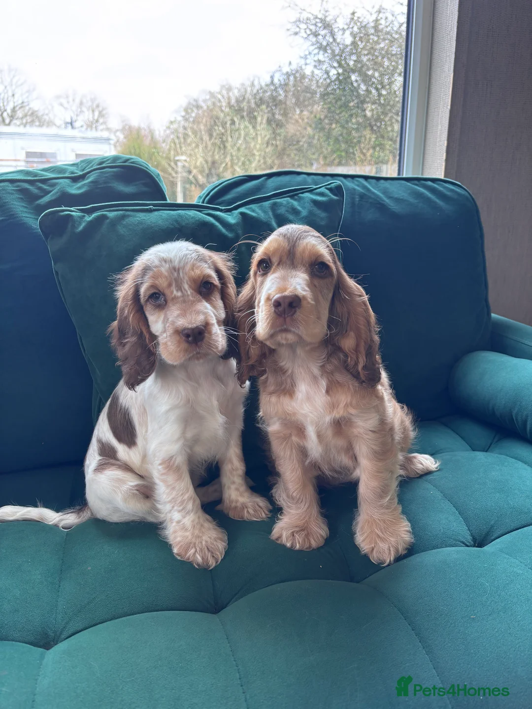 Cocker Spaniel dogs for sale: Gorgeous Sable Show cocker spaniel pups  - Advert 31