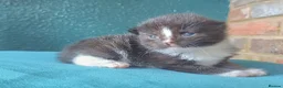 Turkish Angora cats for sale: 4 kittens, turkish aegora / british long haired - Advert 6