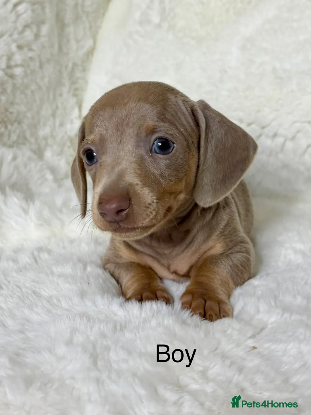 Miniature Dachshund dogs for sale: KC Reg Miniature Dachshund Puppies  in Sheffield - Advert 2