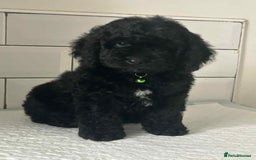 Cockapoo dogs for sale: Nobody chose me - Image 5