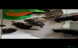 Mixed Breed cats for sale: Ragdoll cross  - Image 5