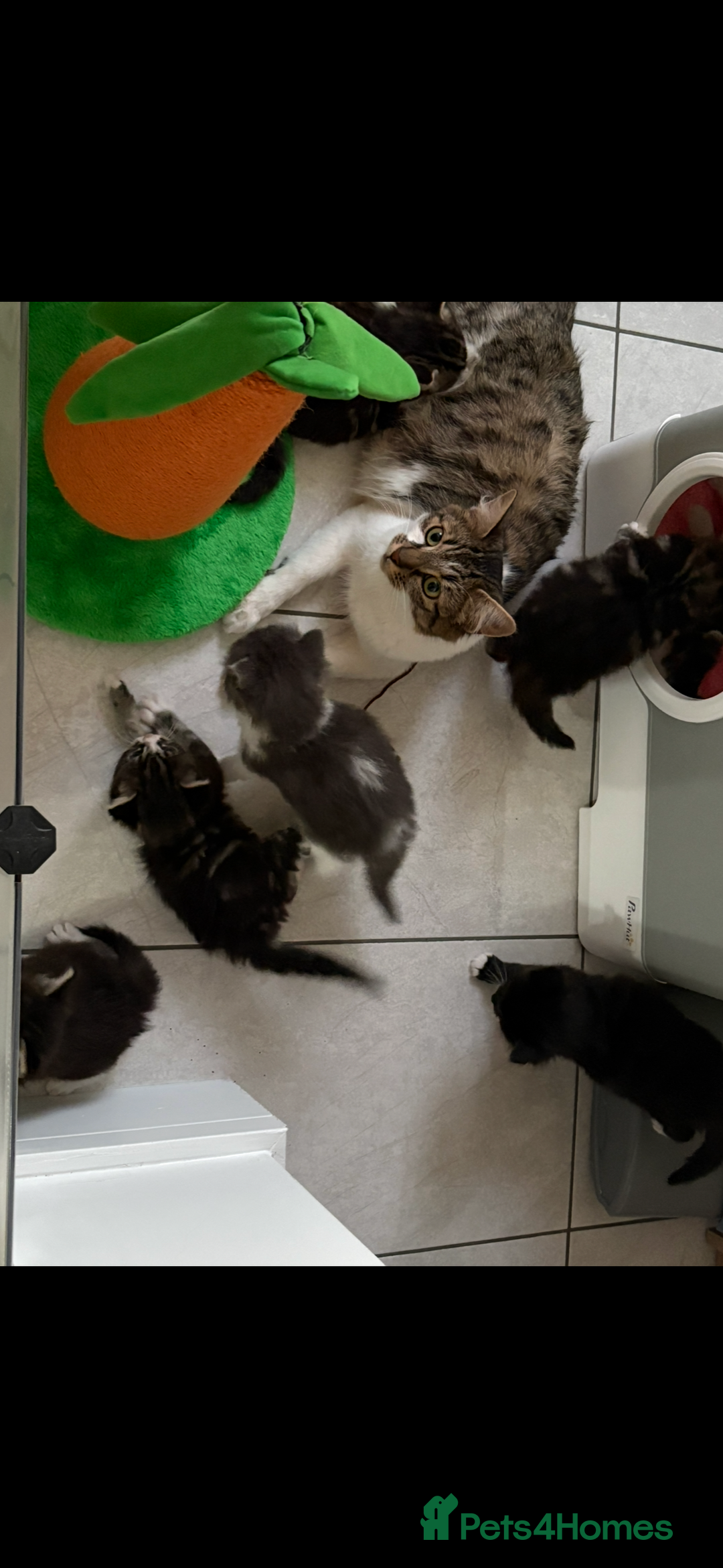 Mixed Breed cats for sale: Ragdoll cross  - Image 5