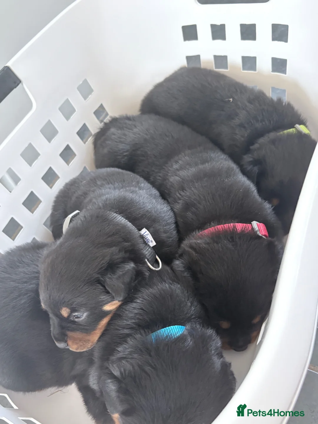 Rottweiler dogs for sale: Rottweiler puppies  in Cambridge - Advert 13