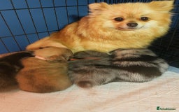 Pomeranian dogs for sale: Very adorable Pomeranian Puppies - Image 30