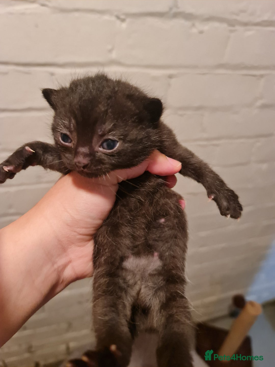 Mixed Breed cats for sale: Brown black female kitten - Image 10