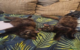 Ragdoll cats for sale: Brother & Sister 8month Ragdoll kittens for Home - Advert 1