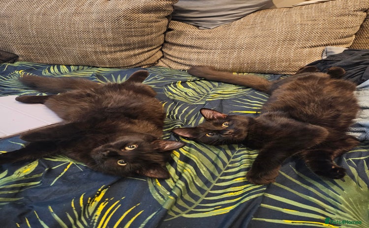 Ragdoll cats Brother & Sister 8month Ragdoll kittens for Home - Advert 1